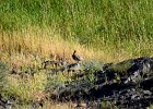 Aziatische steenpatrijs (Chukar) (Alectoris chukar) - Ongiin Khiid 18-08-2016 (4)